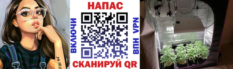 Бошки марихуана VHQ  купить наркоту  Шебекино 